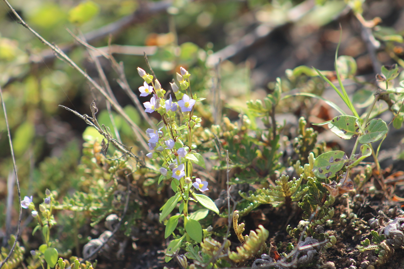 Plant Image